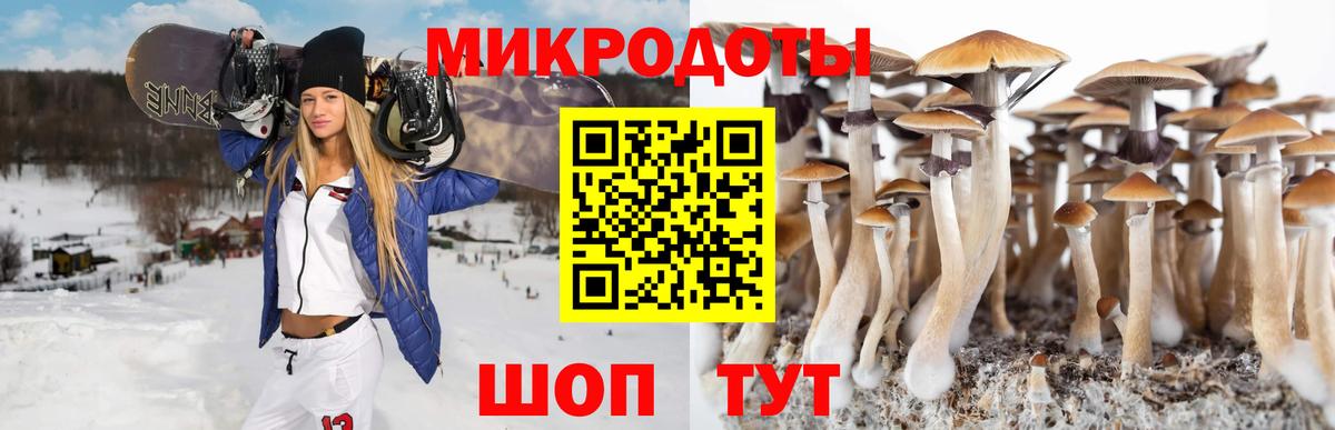Галлюциногенные грибы Psilocybe Керчь
